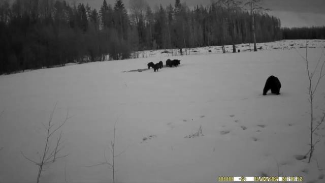видео с камеры в лесу #охота #медведь #кабан смотреть онлайн