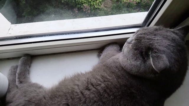 Кот Тихон сладко спит на подоконнике смотреть онлайн