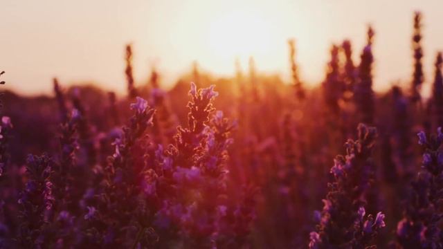 Ludovico Einaudi Experience One Hour Long Calming Experience смотреть онлайн