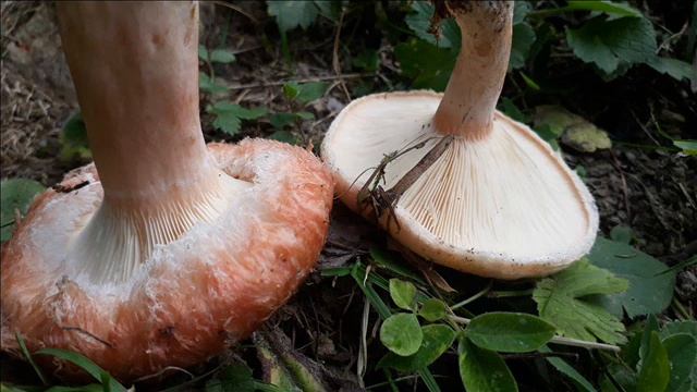 Lactarius torminosus смотреть онлайн