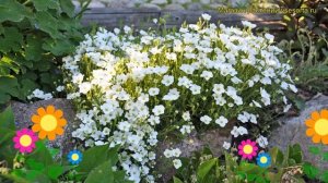 Песчанка горная Ронда. Краткий обзор, описание характеристик arenaria montana Ronda