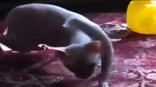 Пьяный кот  Drunk Cat ( прикол )