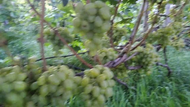 Очень ранние сорта винограда 2021 смотреть онлайн