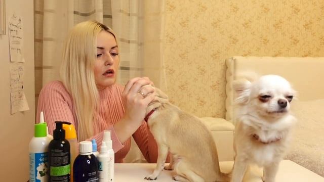 Покупки для Чихуахуа с магазина Вайлдбериз! Купание чихуахуа.