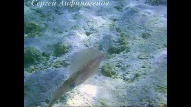 кальмары,каракатица смотреть онлайн