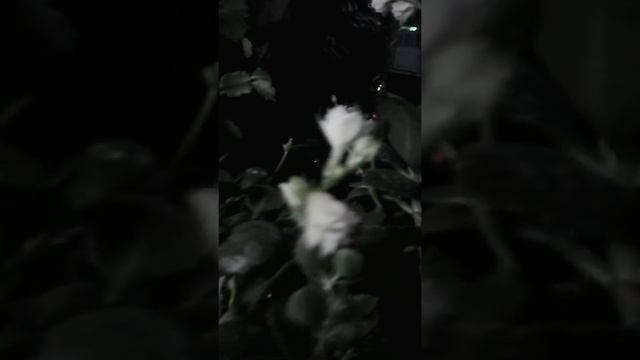 ? ПК ? Цветы ? на подоконнике. смотреть онлайн