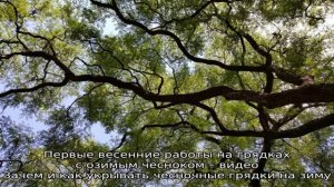 Как открывать чеснок после зимы и когда