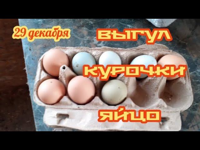 Курочки, яйцо, курятник.... смотреть онлайн