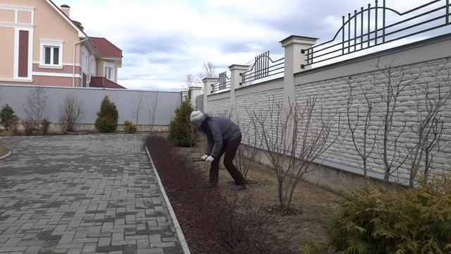 Обрезка кустарников. Бордюр. Барбарис Тунберга смотреть онлайн