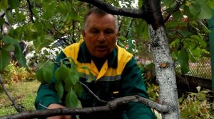 Обрезка сливы. Как сделать её правильно и не навредить растению