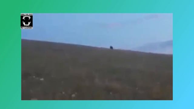 BEARS are migrating to Mongolia because of Siberian Fire and Others смотреть онлайн