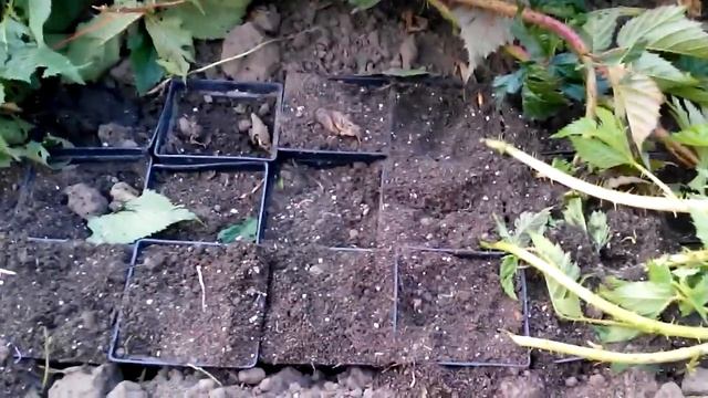 Самый эфективный способ укоренения ежемалины Марионберри смотреть онлайн