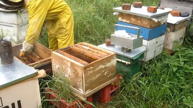 Пчеловодство.Как небольшим роем усилить семью или объединить две пчелосемьи смотреть онлайн