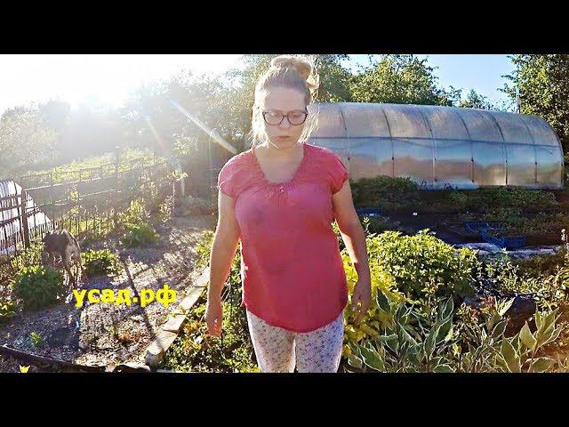 Дождались, ЖАРА В ДЕРЕВНЕ!!! День - словно два, ночь - словно час, ЛЕТО! Самая лучшая смородина. смотреть онлайн