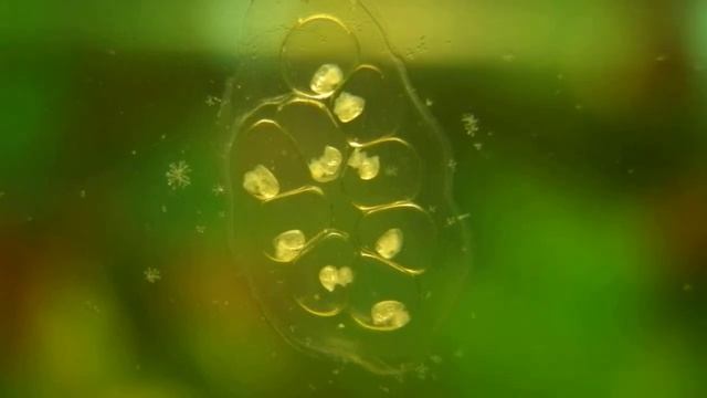 Икра аквариумной улитки смотреть онлайн