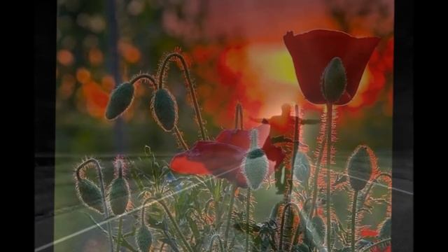 Мы выбираем, нас выбирают... смотреть онлайн