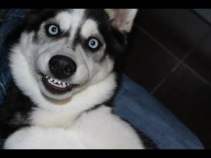 Самые смешные видео с хаски