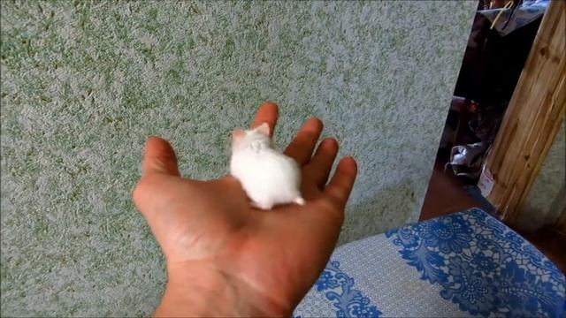 Джунгарик-альбинос Jungar hamster: Unboxing смотреть онлайн