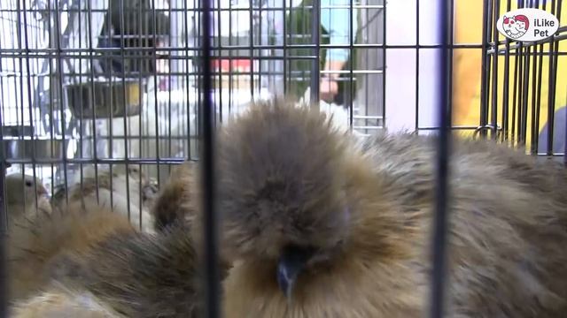 Порода кур ШЕЛКОВИСТЫЕ Агропромышленная выставка Золотая осень 2016 iLikePet смотреть онлайн