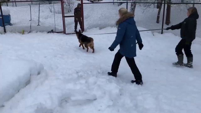 Тренировка команды ко мне. Немецкая овчарка ИРКА смотреть онлайн
