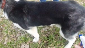 Лучшее средство от клещей для собак и животных