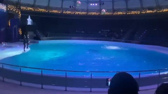 Дельфиний. Новосибирск #новосибирск #дельфин #дельфиниум смотреть онлайн