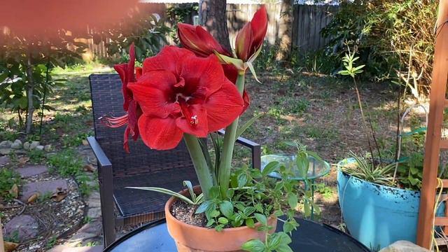 amaryllis HD 1080p смотреть онлайн