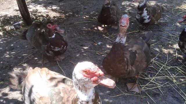 ВЫВОД ГУСЯТ В ИНКУБАТОРЕ, ИНКУБАЦЫЯ ГУСИНЫХ ЯИЦ. МУСКУСНЫЕ УТЯТА МАРАНЫ, БРОЙЛЕРА 17 червня 2020 р смотреть онлайн