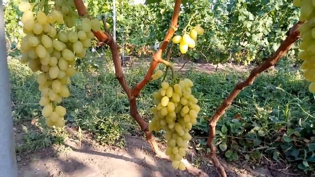 ВИНОГРАД КИШМИШ СТОЛЕТИЕ смотреть онлайн