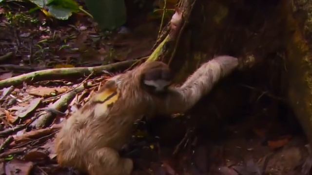 Ленивец, самое ленивое существо на планете