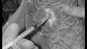 Тилозин 50 для лечения респираторных заболеваний у кур.Дозировка.Нюансы применения.Ремейк.