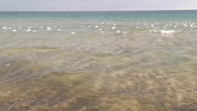 Одесса. Пляж Отрада. Февраль. Черное море. Чайки. Звуки природы. смотреть онлайн