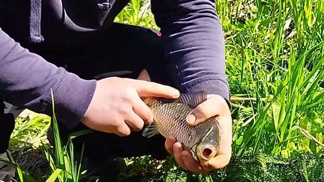 Ловля РЕЧНОГО КАРАСЯ на червя. Открытие СЕЗОНА. Хороший Улов. смотреть онлайн