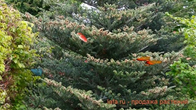 Пихта корейская (abies Koreana) ? корейская пихта обзор: как сажать, саженцы пихты