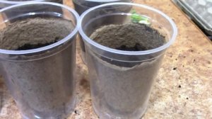 Мой любимый "КУРАЖ". Посадка огурцов