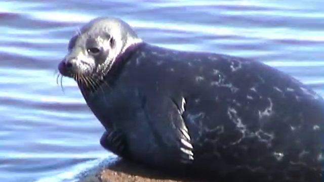 Ладожская нерпа смотреть онлайн