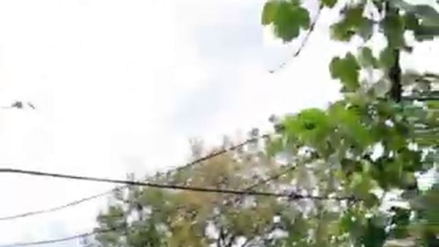 Виноградник в частном секторе. Как растёт виноград во дворе частного дома. Время сбора урожая. смотреть онлайн