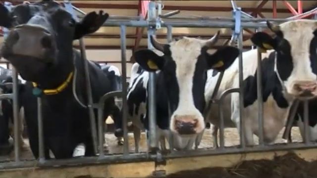 12 10 16 Сельские труженики Удмуртии принимают поздравления с профессиональным праздником смотреть онлайн