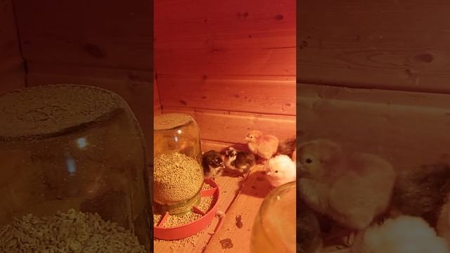 Пушкинская пестрая порода порадовала своими цыплятами. смотреть онлайн