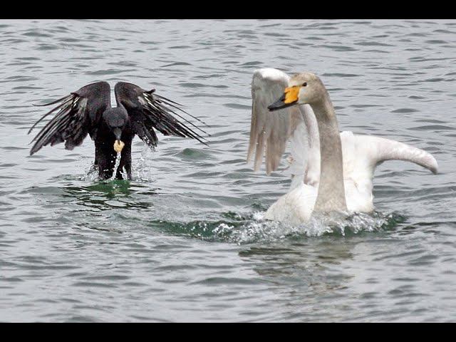 Это не то, что вы подумали. Это - КИНО. смотреть онлайн