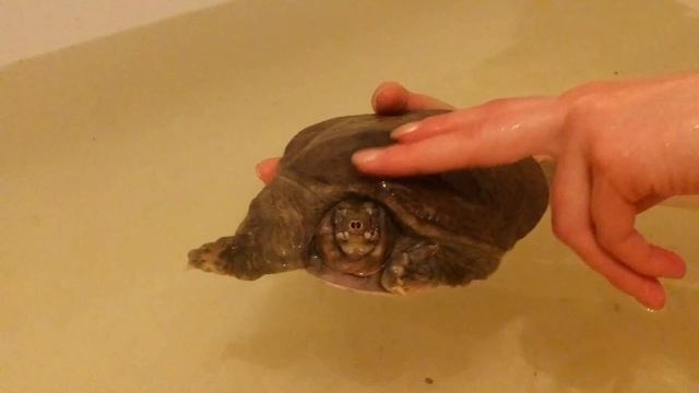 Pelodiscus sinensis - трионикс смотреть онлайн