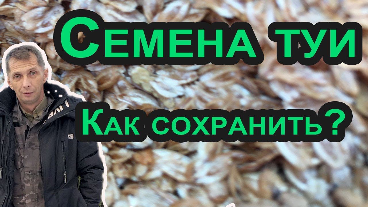 Как очистить и хранить семена туи? Семена туи колоновидной Колумна смотреть онлайн