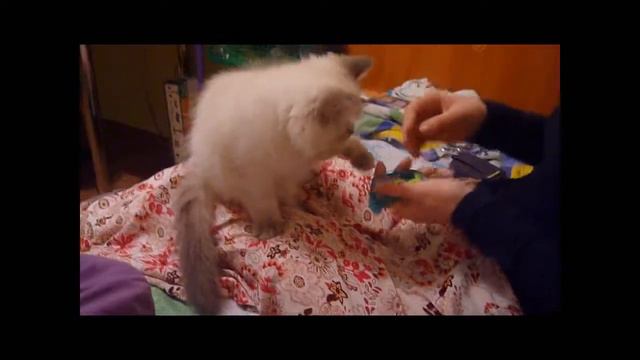 Орхидея смотреть онлайн