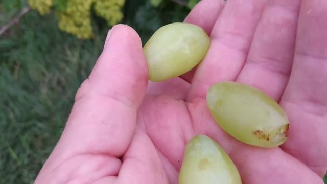 Огляд деяких г.ф. на винограднику на 11.08.22р смотреть онлайн