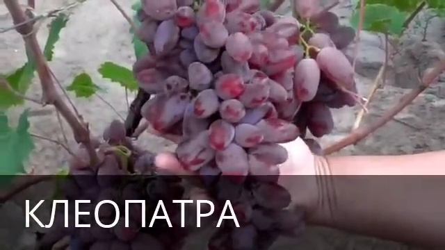 НОВЫЕ СОРТА И ГИБРИДНЫЕ ФОРМЫ 2015 г. НА ВИНОГРАДНИКЕ КАРПОВОЙ И. А. И РУБЕЛЬ Н. Г. т.050 682 60 88 смотреть онлайн