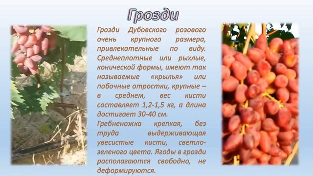 Дубовский розовый виноград смотреть онлайн