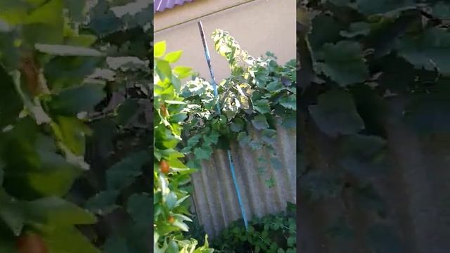 Зизифус пересаженный 5 летним деревом , наконец-то дал хороший урожай смотреть онлайн