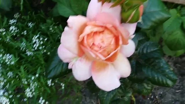 Роза Капри Capri