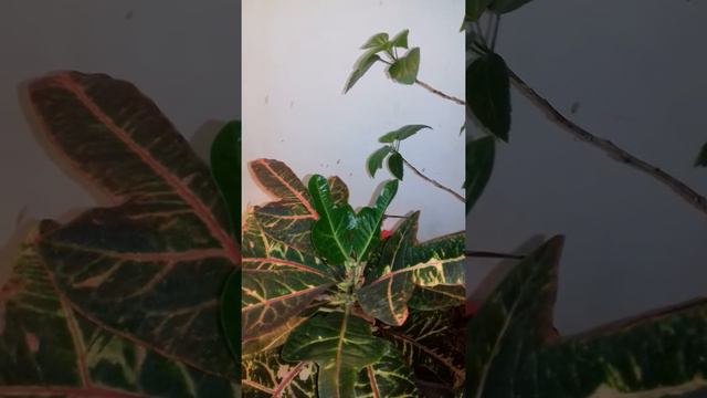 Дополнение к кротону. Уход зимой. смотреть онлайн