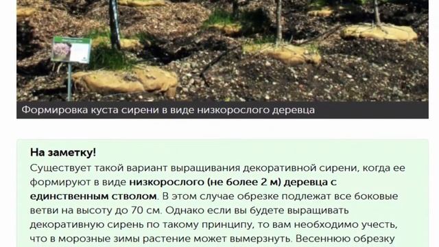 Уход за сиренью весной памятка цветоводу смотреть онлайн
